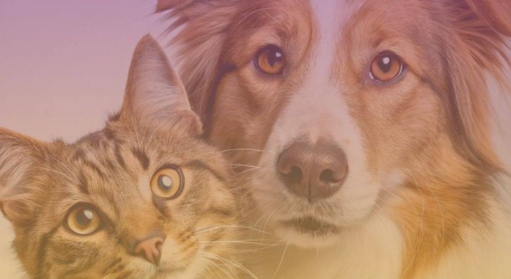 VACUNAS ANTIRRÁBICAS