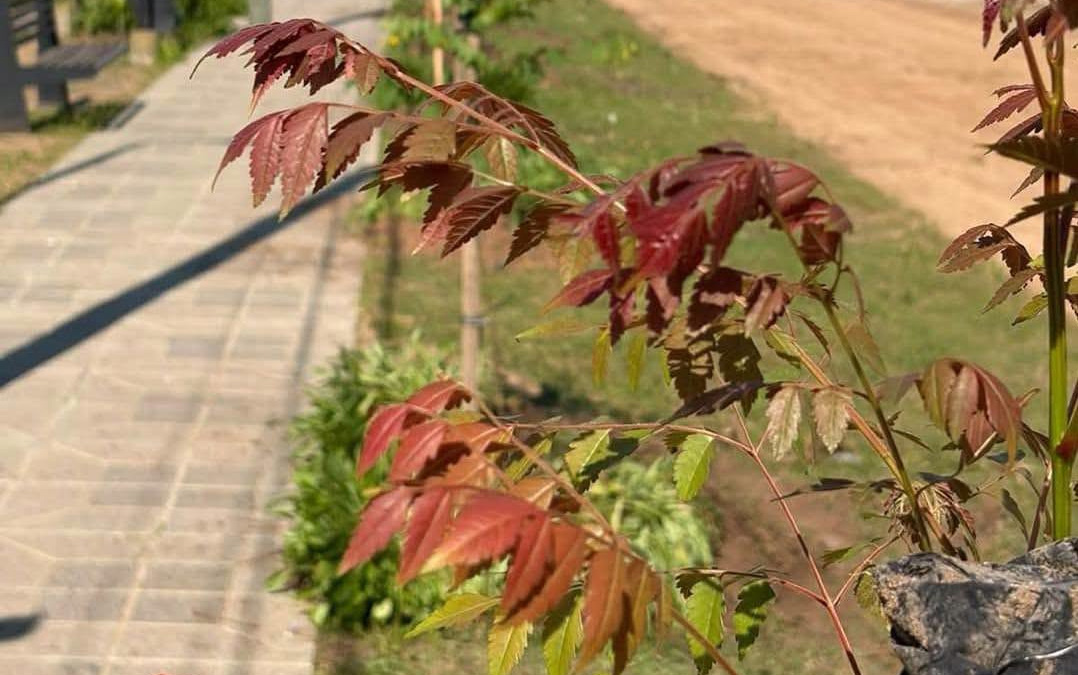 MÁS ÁRBOLES, MÁS VERDE, MÁS VIDA